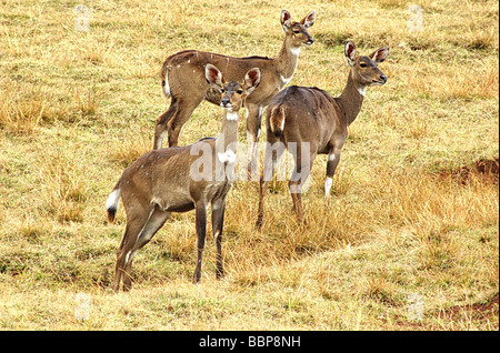 Afrika Äthiopien Oromia Region Bale Mountains weibliche Berg Nyala Tragelaphus buxtoni Stockfoto