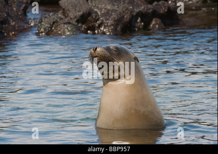 Galapagos-Seelöwe (Zalophus Californianus) kann Punta Espinosa Fernandina Insel Galapagos Ecuador Pazifik Südamerika Stockfoto