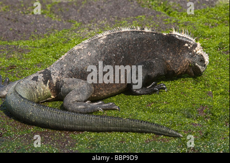 Marine Iguana (Amblyrhynchus Cristatus) Fütterung Punta Espinosa Fernandina Insel Galapagos Ecuador Pazifik Südamerika Stockfoto