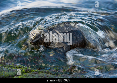 Meerechsen (Amblyrhynchus Cristatus) ans Ufer Punta Espinosa Fernandina Insel Galapagos Ecuador Pazifik Stockfoto