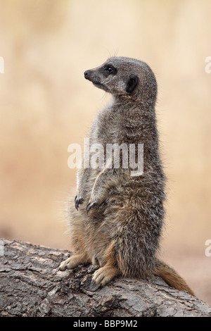 Erdmännchen auf Wache Stockfoto