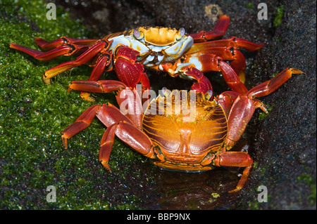 Sally lightfoot Krabben (Grapsus Grapsus) Balz Verhalten Punta Espinosa Fernandina Insel Galapagos Ecuador Pazifik Stockfoto