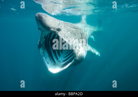 Riesenhai Fütterung der Cornish Küste Cornwall UK Stockfoto