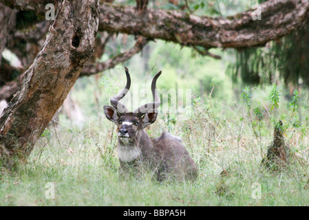 Afrika-Äthiopien Oromia Region Bale Mountains männlichen Mountain Nyala Tragelaphus buxtoni Stockfoto