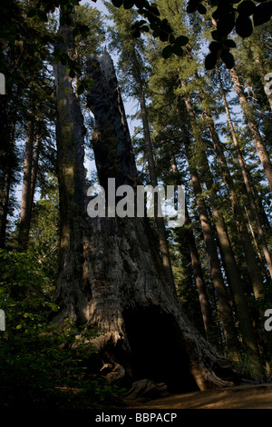 Toter Giant Sequoia Baum im Yosemite National Park, Kalifornien. Stockfoto