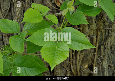 Poison Ivy. Stockfoto