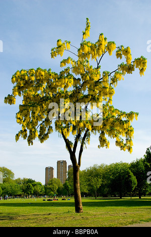 LABURNUM WATERERI im Victoria Park, Hackney Stockfoto