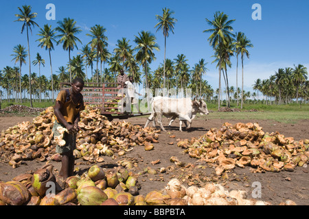 Arbeiter Entspelzen Kokosnüsse Cocos Nucifera Quelimane Mosambik Stockfoto