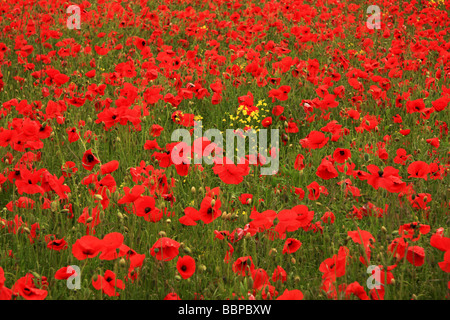 Ein Feld mit Mohn und Raps Blumen gefüllt Stockfoto