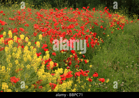 Ein Feld mit Mohn und Raps Blumen gefüllt Stockfoto