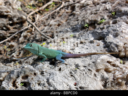 Diese hübschen Regenbogen Farbe Eidechse hat die Fähigkeit, die Farbe zu ändern. Grün blau violett und braun. Sitzen auf einem Felsen in Bermuda Stockfoto