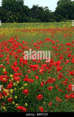 Ein Feld mit Mohn und Raps Blumen gefüllt Stockfoto