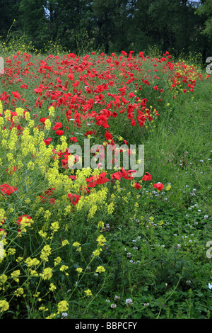 Ein Feld mit Mohn und Raps Blumen gefüllt Stockfoto