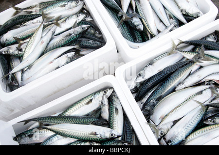 ANKUNFT DER FISCH (MAKRELE) IN DER FISCHEREI HAFEN VON TROUVILLE-SUR-MER, CALVADOS (14), NORMANDIE, FRANKREICH Stockfoto