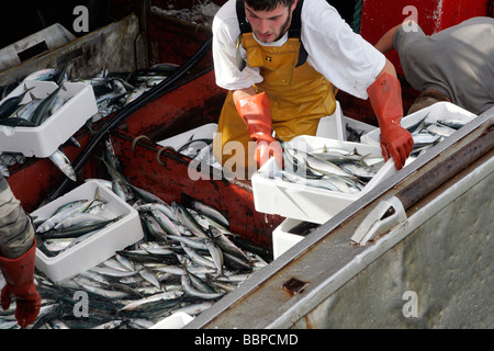 ANKUNFT DER FISCH (MAKRELE) IN DER FISCHEREI HAFEN VON TROUVILLE-SUR-MER, CALVADOS (14), NORMANDIE, FRANKREICH Stockfoto