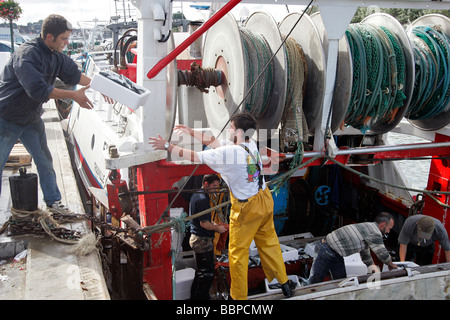 ANKUNFT DER FISCH (MAKRELE) IN DER FISCHEREI HAFEN VON TROUVILLE-SUR-MER, CALVADOS (14), NORMANDIE, FRANKREICH Stockfoto