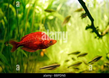 NATUR'AQUARIUM TROUVILLE-SUR-MER, CALVADOS (14), NORMANDIE, FRANKREICH Stockfoto