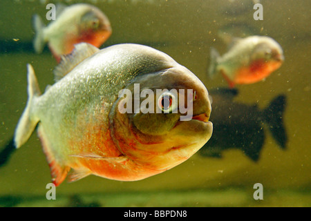 PIRANHAS, NATUR'AQUARIUM TROUVILLE-SUR-MER, CALVADOS (14), NORMANDIE, FRANKREICH Stockfoto