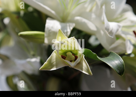 Lilly weiß Stockfoto