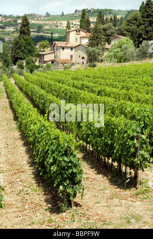 Weinreben in der Nähe von Panzano in Chianti Stockfoto