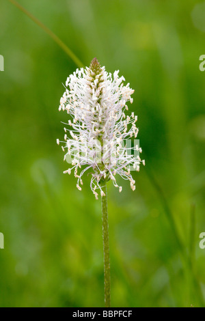 Hoary Wegerich Plantago Media Blume Frühling Stockfoto