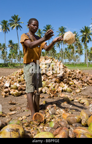 Arbeiter Entspelzen Kokosnüsse Cocos Nucifera Quelimane Mosambik Stockfoto