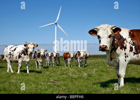 KUHHERDE NORMANDIE VOR DER WINDENERGIEANLAGEN AUF DEN HÖHEN VON FECAMP, NORMANDIE Stockfoto