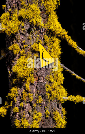 Yellow cross Country Ski Markierung an einem Baum Moos bedeckt im Giant Sequoia Nationalpark Kalifornien Stockfoto