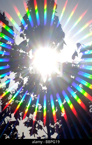 Gefilterte Sonne durch die Bäume Stockfoto