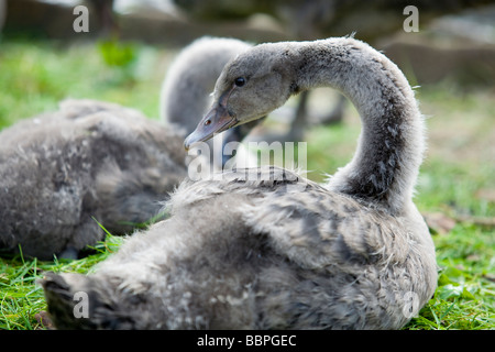 Schwarzer Schwan (Cygnus olor) Cygnets ruht auf einer Wiese Stockfoto