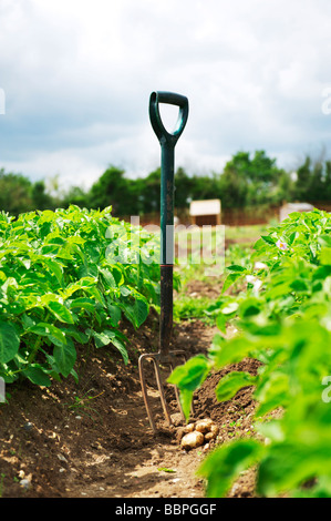 Garten-Gabel mit frisch ausgegrabenen Bio-Kartoffeln Stockfoto