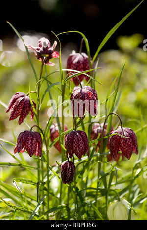 Schlange den Kopf Fritillaria Stockfoto