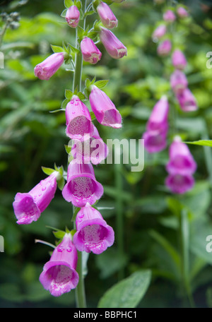 Gemeinsamen Fingerhut, lila Fingerhut oder Lady Handschuh (Digitalis Purpurea) Blüten Stockfoto