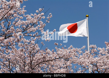 Die Hinomaru oder Nationalflagge Japans, ist umgeben von blühenden Kirschbäumen Stockfoto