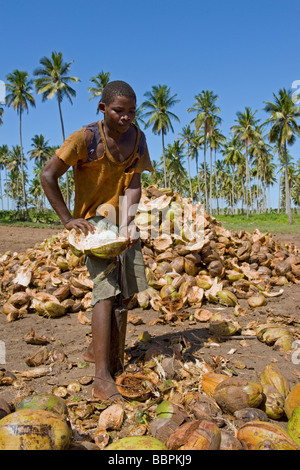 Arbeiter Entspelzen Kokosnüsse Cocos Nucifera Quelimane Mosambik Stockfoto