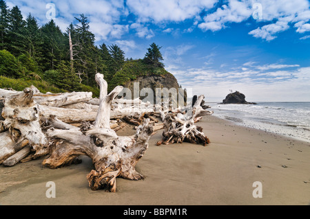 Baumstämme am Strand angeschwemmt, Olympic Nationalpark, Washington, USA, Nordamerika Stockfoto