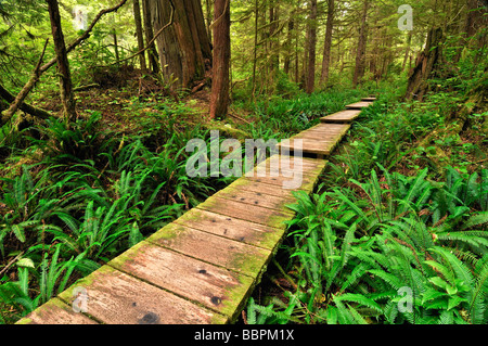 Weg gemacht von Holzbalken, was durch den Regenwald zu Sand Point, Olympic Nationalpark, Washington, USA, Nordamerika Stockfoto