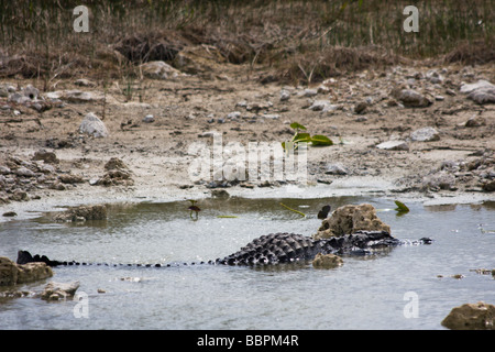 Eine Tram-Tour am Shark Valley Visitor Center des Everglades National Park führt die Besucher vorbei an unzähligen Alligatoren. Stockfoto