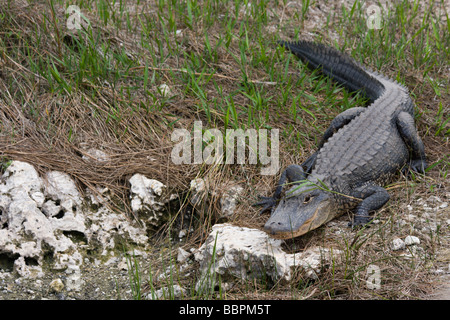 Eine Tram-Tour am Shark Valley Visitor Center des Everglades National Park führt die Besucher vorbei an unzähligen Alligatoren. Stockfoto