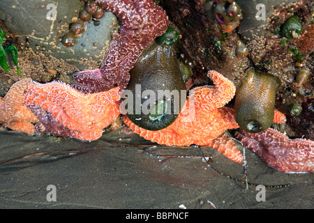 Sea Life Stockfoto