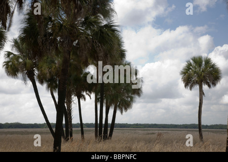 Palmen im Myakka River State Park in Florida. Stockfoto