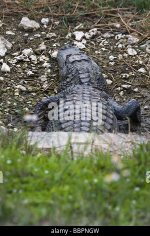 Eine Tram-Tour am Shark Valley Visitor Center des Everglades National Park führt die Besucher vorbei an unzähligen Alligatoren. Stockfoto