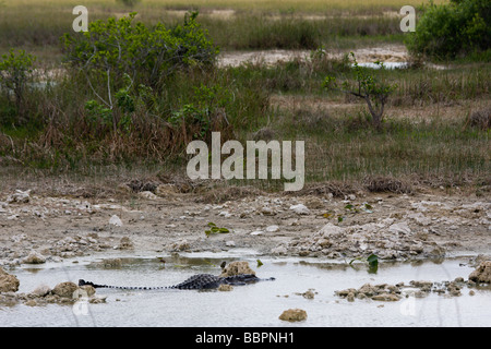 Eine Tram-Tour am Shark Valley Visitor Center des Everglades National Park führt die Besucher vorbei an unzähligen Alligatoren. Stockfoto