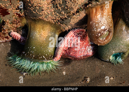 Sea Life Stockfoto