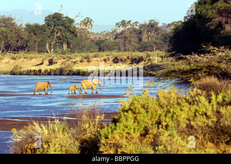 Gruppe von Elefanten Fluss in am Nachmittag Licht - Samburu National Reserve, Kenia Stockfoto