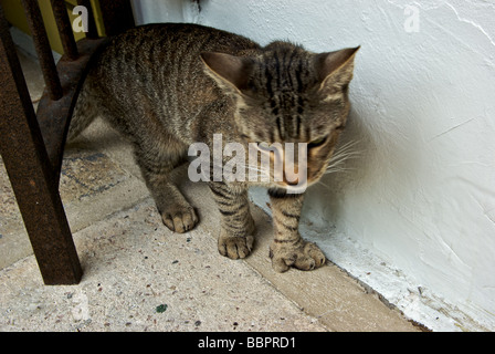 Feline Nachkomme der berühmten sechs toed polydaktilen Katzen besessen Ernest Hemingway "Key West Florida" Stockfoto