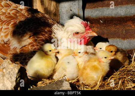 Stock Foto von eine Glucke mit ihren Neugeborenen Küken Stockfoto