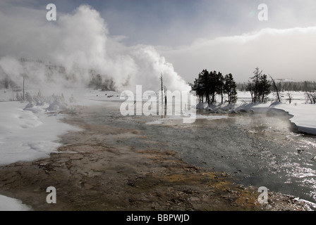 Amerikanische Bisons in Biscuit Basin Yellowstone N P Wyoming USA Stockfoto