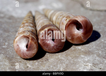 Gemeinsamen Turm Shell Stockfoto