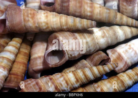 Gemeinsamen Turm Shell Stockfoto